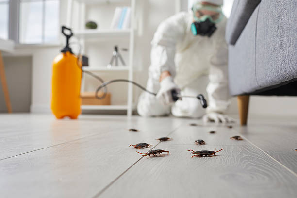 Commercial Kitchen Cockroach Control in Minden